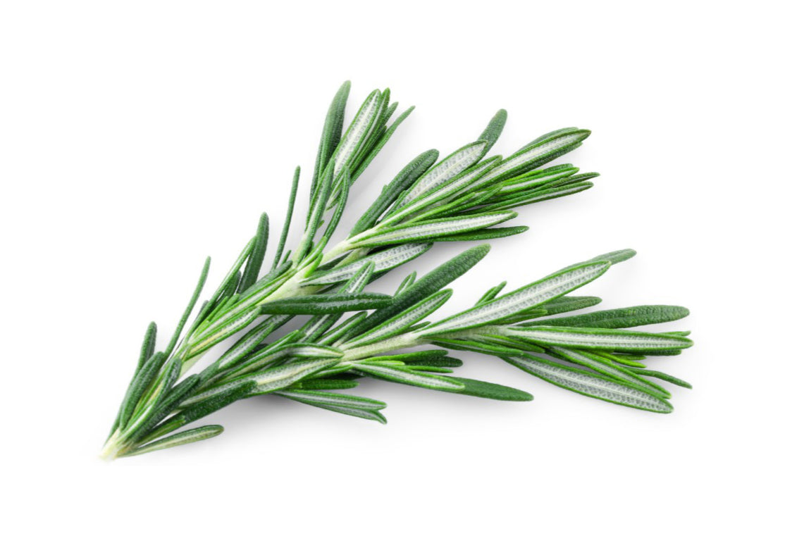 Rosemary – Auk